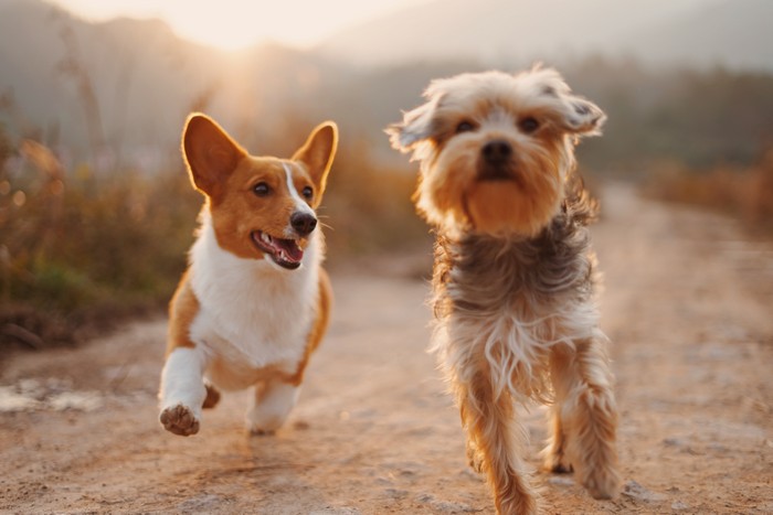 Raça de cachorro pequeno para apartamento – Confira 9 cães incríveis!