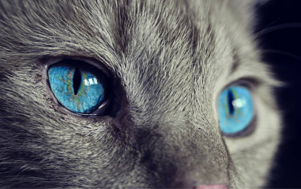Peludinhas e apaixonantes: veja as raças de gato mais peludas